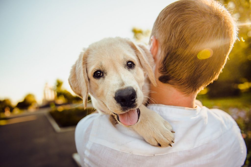 Pet care